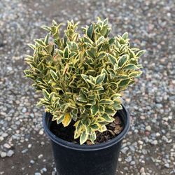 Western Star Nurseries 30 Photos Gardening 8255 Photo Of Western Star Nurseries Sunol Ca United States Eunymous Silver King