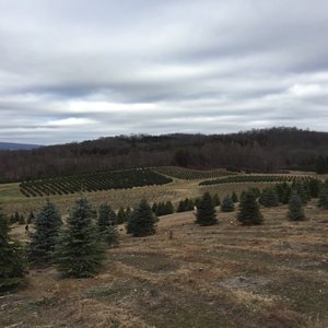 Aspen Heights Tree Service Services 50 Ward Rd Hardwick Aspen Heights Tree Service