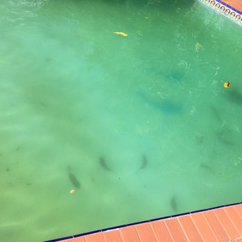 Pool Doctor Of The Palm Beaches 11 Photos Cleaners 1408 N Photo Of Pool Doctor The Palm Beaches West Beach Fl United