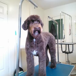 Personal Touch Dog Grooming - 12 Photos - Pet Groomers - 2803 E Oakland Ave, Johnson City, TN