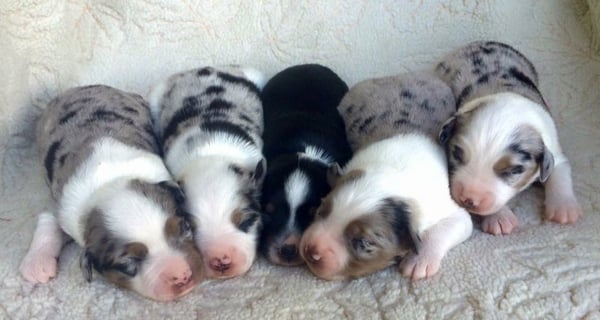 australian shepherd puppies los angeles mountain minis miniature australian shepherds get quote pet australian shepherd puppies los angeles mountain minis miniature australian shepherds get quote pet