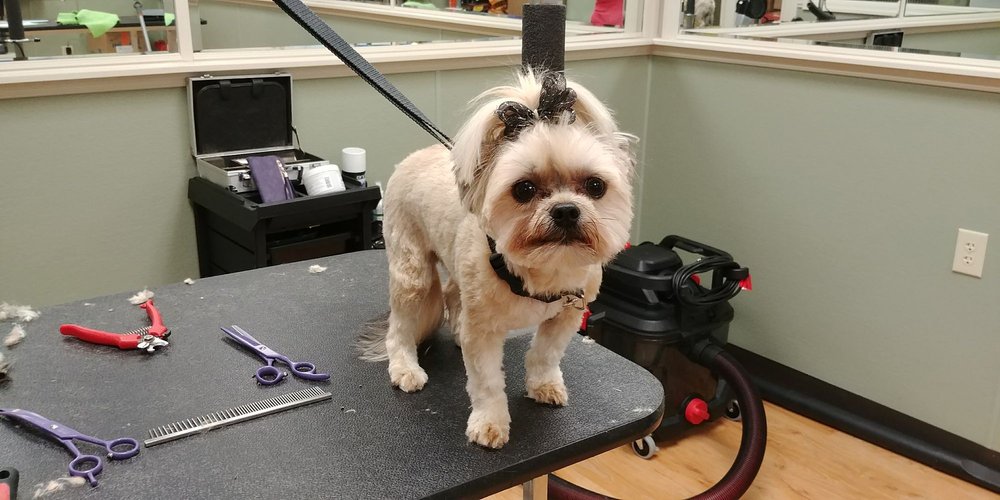 Fancy Furs Grooming Salon 36 Photos Pet Groomers Runnemede, NJ Phone Number Yelp