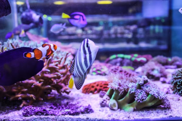 Custom Reef Creations