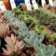 Encinal Nursery 83 Photos 85 Reviews Nurseries Gardening Fiddle Snake Plant Photo Of Encinal Nursery Alameda Ca United States