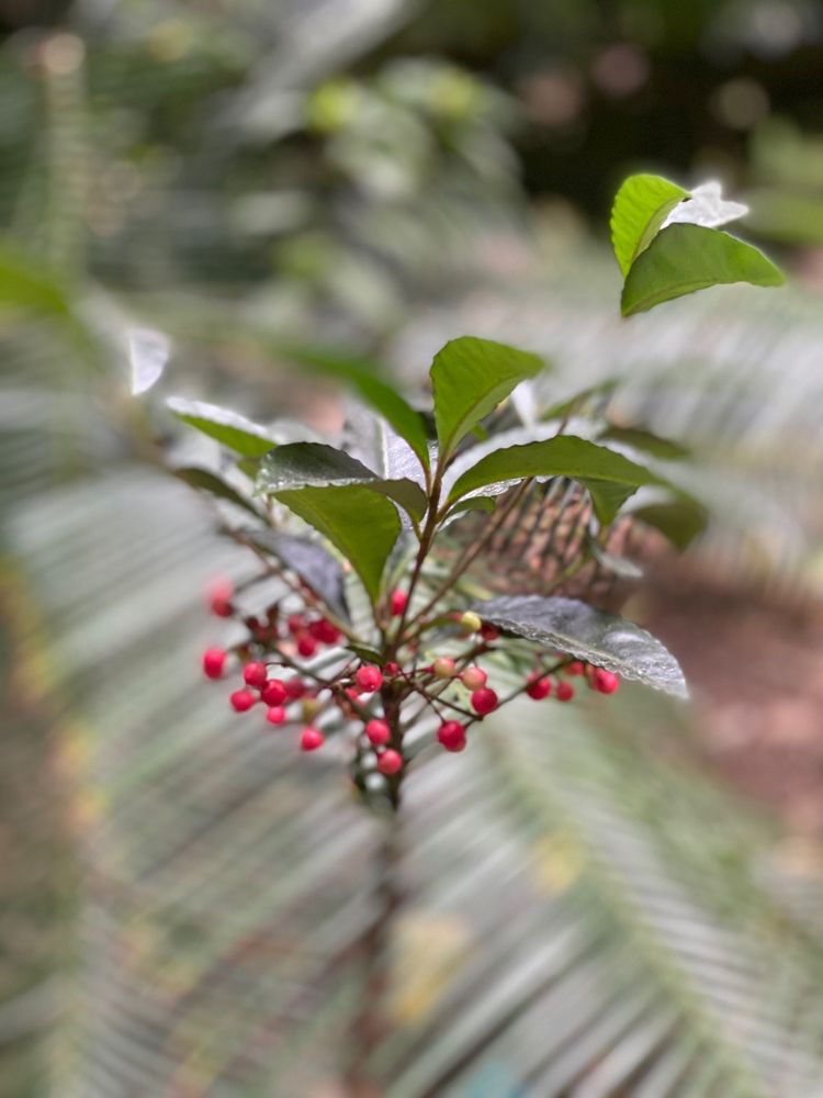 UCLA Mathias Botanical Garden