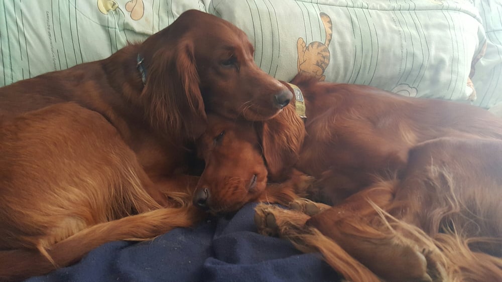 housecalls for dogs and cats veterinarians the less stress vet housecalls for dogs and cats veterinarians the less stress vet columbus oh phone number yelp