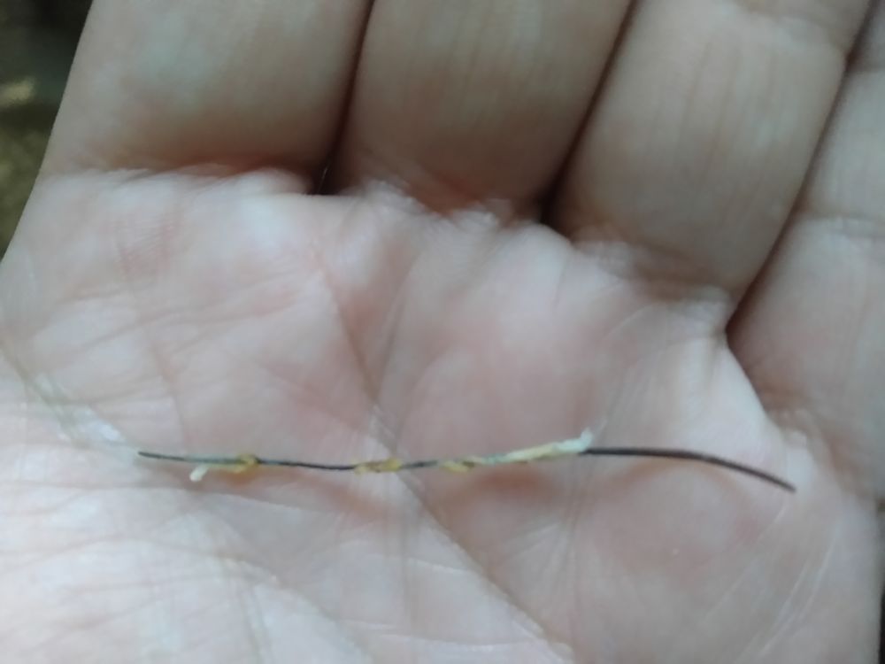 Domino's Pizza Photo