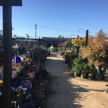 Village Nurseries 73 Photos 34 Reviews Gardening Photo Of Village Nurseries Orange Ca United States