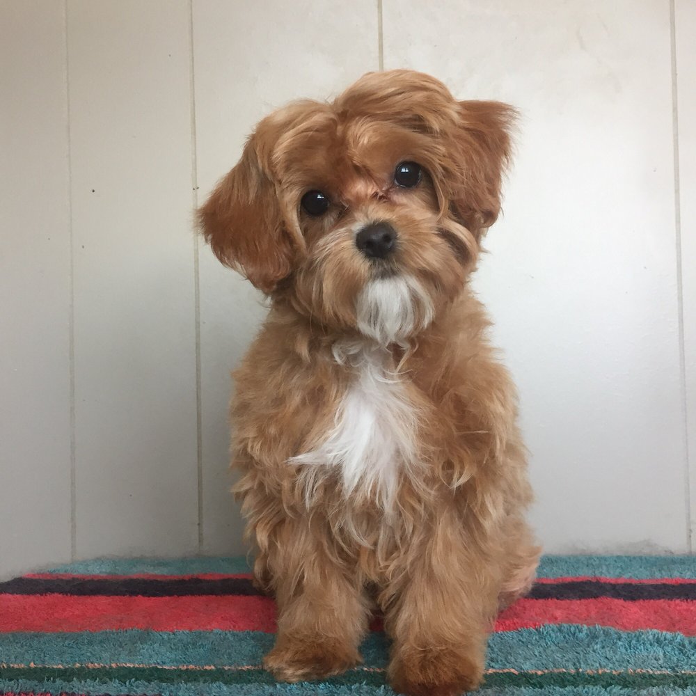 Heather’s Heavenly Hounds 101 E Broad St, Roanoke, IL Phone Number