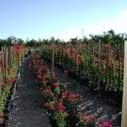 Linden Tree Nursery Inc 16 Photos Nurseries Gardening 11150 Photo Of Linden Tree Nursery Inc Sun City Az United States