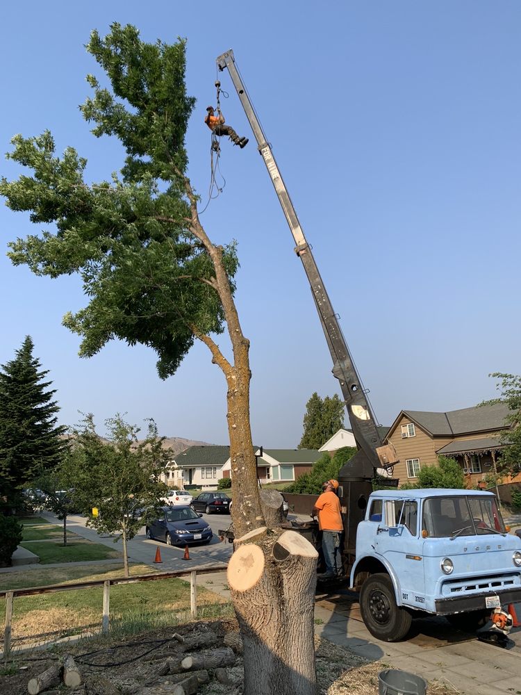 Guy's Tree Care