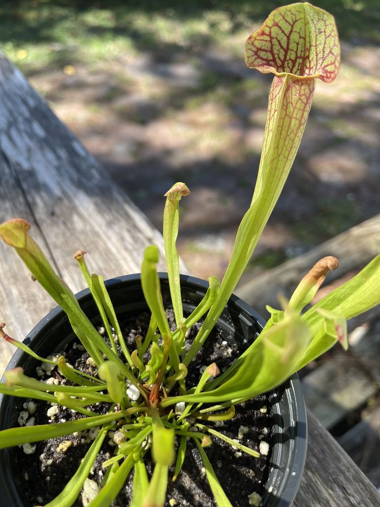 Plant Ranch Nursery