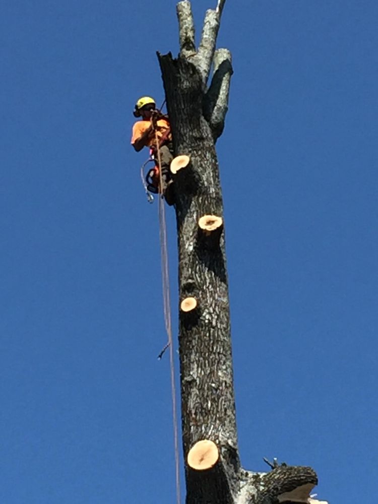 H&L Tree Service