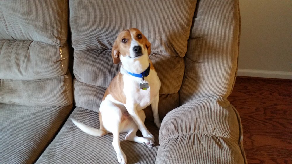Bark Busters Home Dog Training Northern Virginia