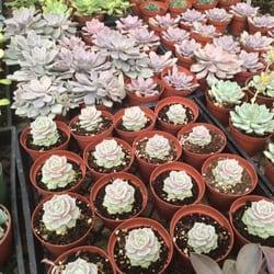 Island View Nursery 10 Reviews Nurseries Gardening 3376 Photo Of Island View Nursery Carpinteria Ca United States