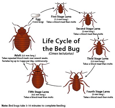 bed bug exterminator detroit