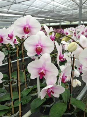 Chons Orchid Nursery Nurseries Gardening 6704 Plymouth Photo Of Chons Orchid Nursery Apopka Fl United States Beautiful