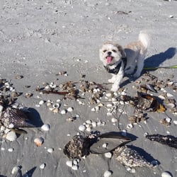 Gulfside Beach Sanibel The Best Beaches In World Gulfside Beach 79 Photos Beaches Casa Ybel Rd Sanibel Fl Yelp