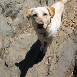 Dog Obedience Training Walnut Ca Dog Obedience Training Walnut Ca