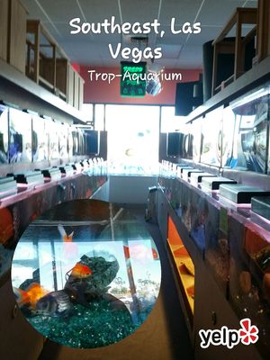 Trop Aquarium 3125 E Tropicana Ave Ste D Las Vegas Nv Pet S Trop Aquarium 3125 E Tropicana Ave Ste D Las Vegas Nv Pet S Mapquest