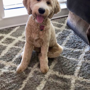 Mobile Dog Grooming Alexandria Va Mobile Dog Grooming Alexandria Va