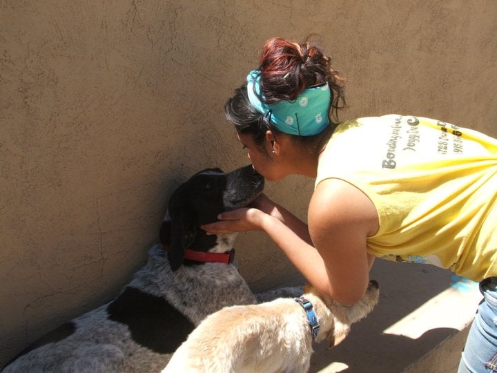 boarding el paso spa for paw s 22 photos pet boarding pet sitting 4728 doniphan dr el paso tx boarding el paso spa for paw s 22 photos pet boarding pet sitting 4728 doniphan dr el paso tx