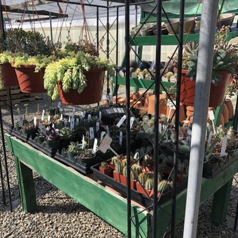 Belmont Nursery 51 Photos 27 Reviews Nurseries Gardening Photo Of Belmont Nursery Fresno Ca United States