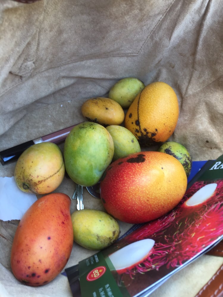 International Mango Festival At Fairchild Botanical Garden 104 Photos