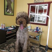 Top To Tail Dog Grooming - 41 Photos &amp; 16 Reviews - Pet Groomers - 311 E County Line Rd