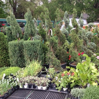Angelo S Nursery 17 Reviews Nurseries Gardening 436 W 85th Photo Of Angelo S Nursery Kansas City Mo United States Shrubs And Topiaries