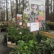 King S Greenhouse 109 Photos Nurseries Gardening 524 Basil 3 And Other Photo Of King S Greenhouse Stallings Nc United States Info On Attracting Hummingbirds