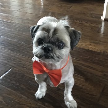 dog grooming flower mound dog grooming flower mound