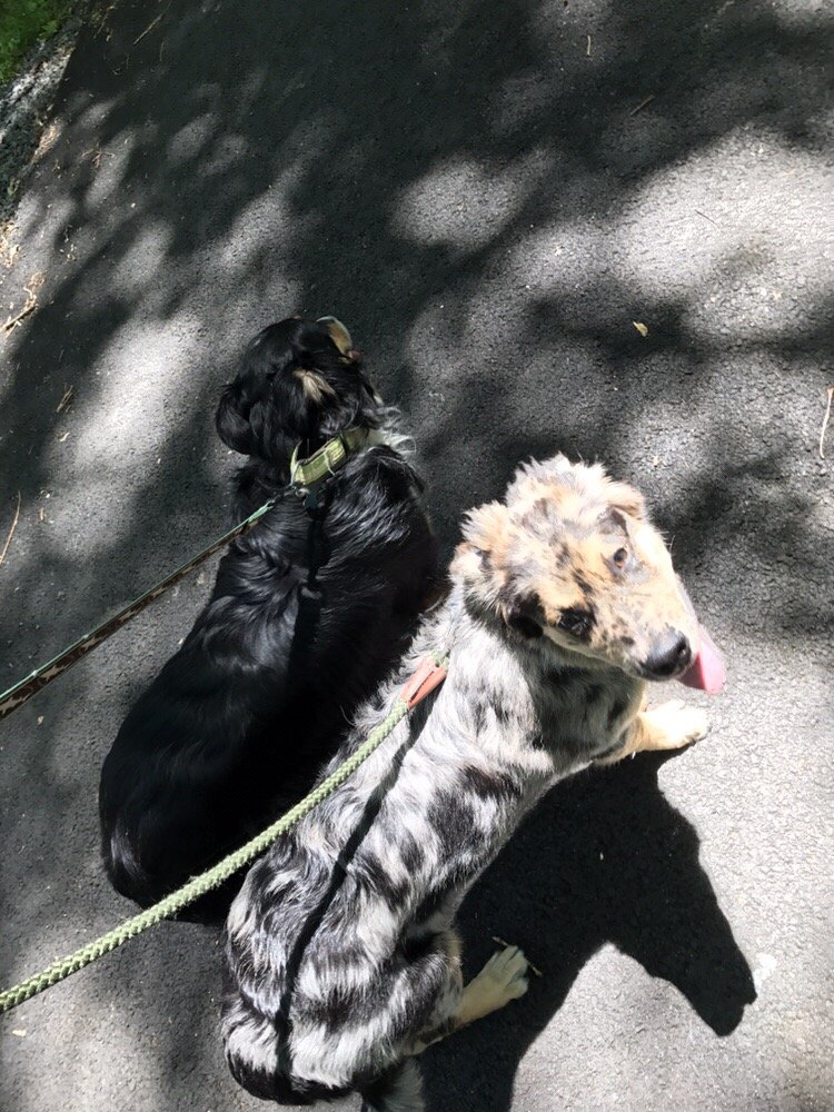 Walk and Roll Pet Care