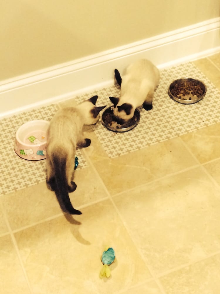 Pitter Pat Pet Care