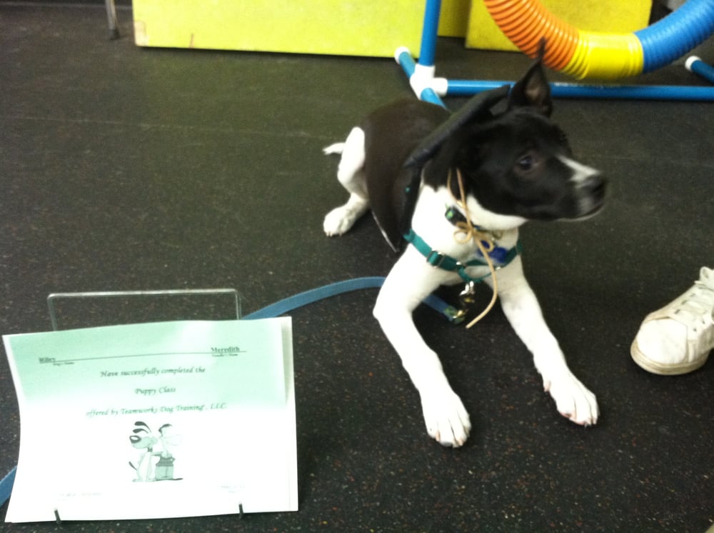 Teamworks Dog Training Raleigh Teamworks Dog Training Raleigh