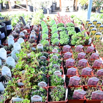 North End Organic Nursery 21 Photos Nurseries Gardening 3777 Photo Of North End Organic Nursery Garden City Id United States More