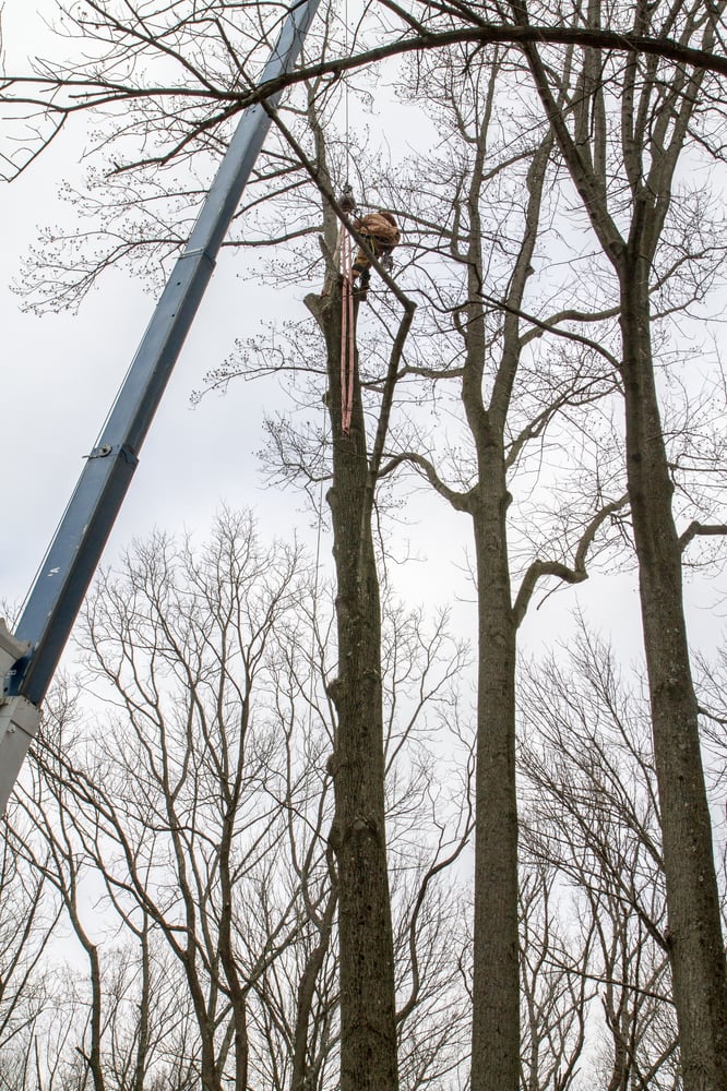 Monster Tree Service of Chester County and Philadelphia Mainline