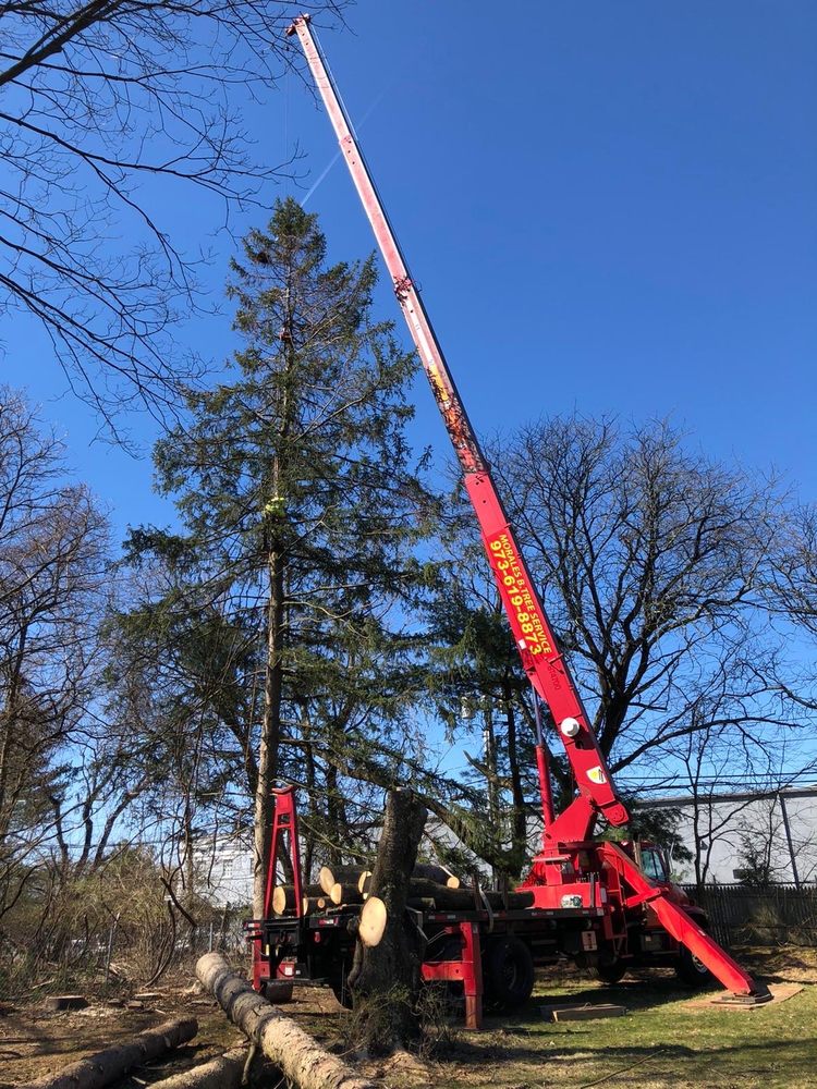 Morales Brothers Tree Service