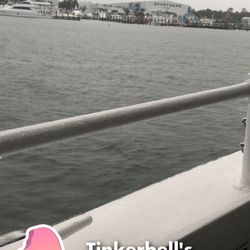 Dolphin Boat Trips By Southern Rose 15 Reviews Charters Photo Of Dolphin Boat Trips By Southern Rose Orange Beach Al United States