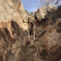 pavlov dog training pavlov dog training