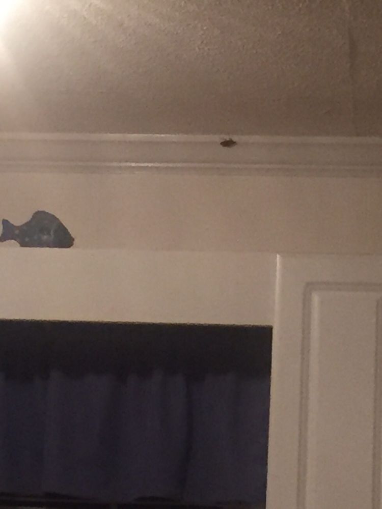 Elliott Realty Vacation Rental Agents 706 48th Ave S, North Myrtle