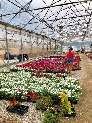 Dabney Nursery 5576 Hacks Cross Rd 5575 Memphis Tn Dabney Nursery 5576 Hacks Cross Rd 5575 Memphis Tn 38125 Located At The Corner Of And Stateline Nurseries