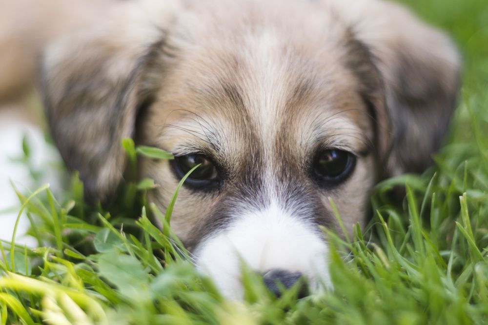 Tidy Pets Pooper Scoopers Image