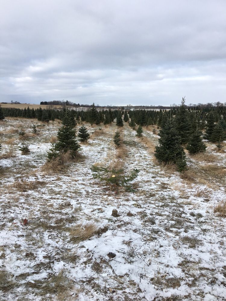 capaul s christmas tree farm 193 rboles de navidad 5897 capaul s christmas tree farm 193 rboles de navidad 5897