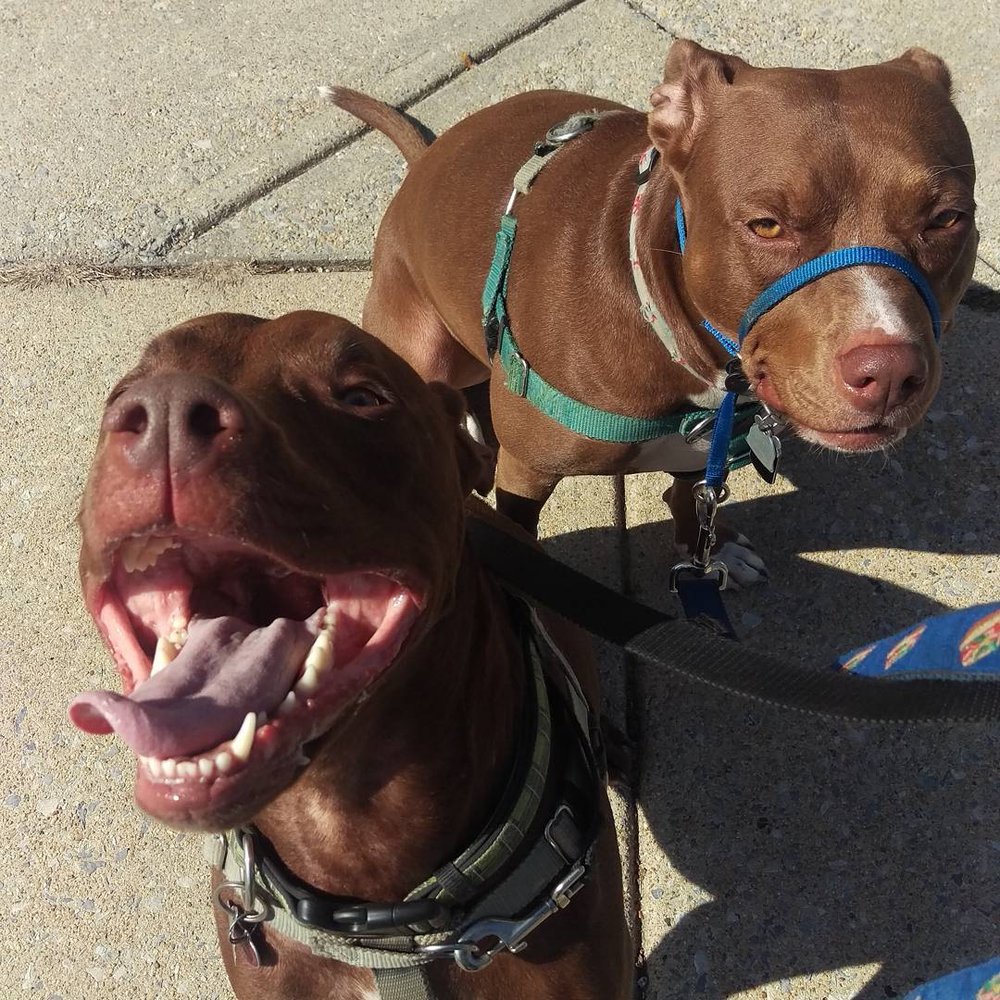 Brighter Days Dog Walking 15 Photos & 51 Reviews Dog Walkers