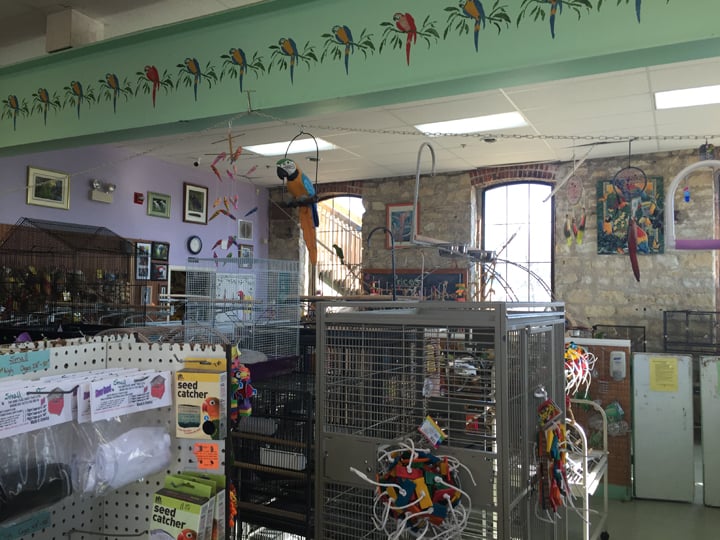 bird is the word pet stores 30 s shumway ave batavia bird is the word pet stores 30 s shumway ave batavia
