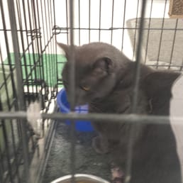 pet supplies plus wash pet supplies plus est 233 tica de mascotas 9630 transit rd east amherst ny estados pet supplies plus wash pet supplies plus est 233 tica de mascotas 9630 transit rd east amherst ny estados