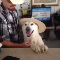 fur paws pet resort pet sitting 3439 e lamar alexander pkwy animal works maryville tn