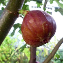 My Italian Fig Tree Nurseries Gardening 12 Baldwin St Ord Photo Of My Italian Fig Tree Ord Ct United States Right After