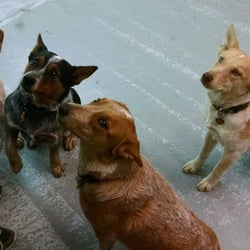 The Cache Valley Pet Hotel - 13 Photos & 14 Reviews - Pet Groomers - 160 S 600th W, Logan, UT The Cache Valley Pet Hotel - 13 Photos & 14 Reviews - Pet Groomers - 160 S 600th W, Logan, UT